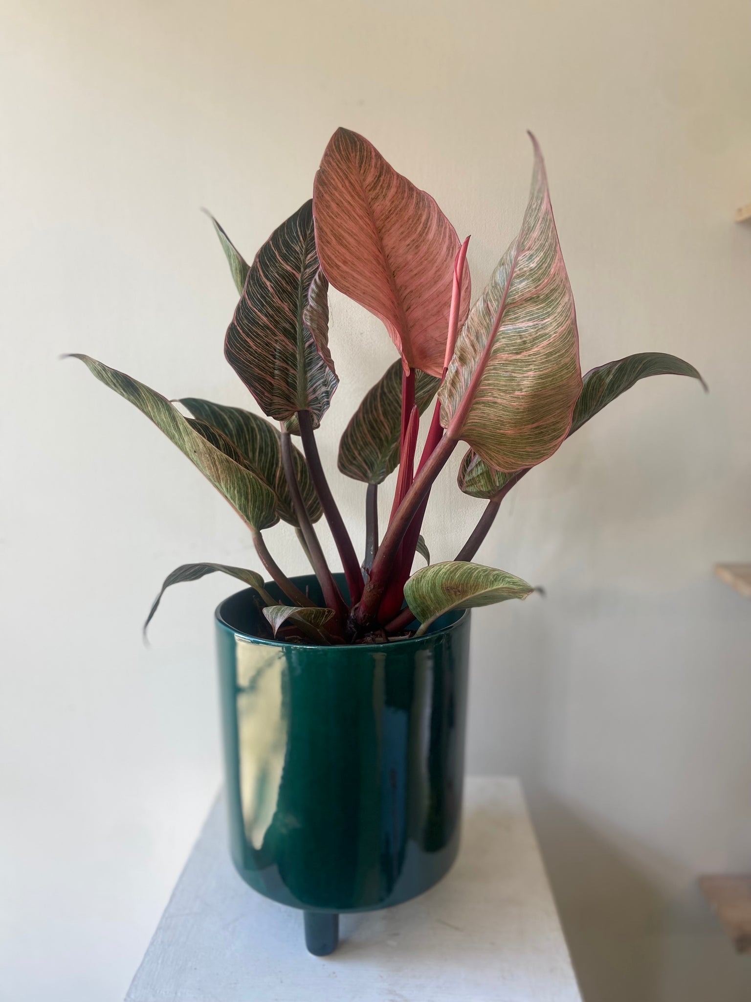 philodendron birkin uk Philodendron Birkin Pink – POT&VESSEL
