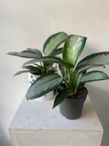 Aglaonema Silver Blue