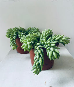 Burros Tail (Sedum Burrito) mini