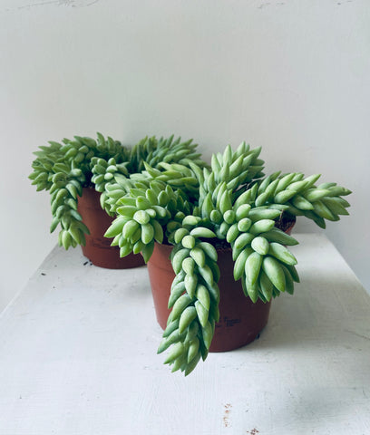 Burros Tail (Sedum Burrito) mini