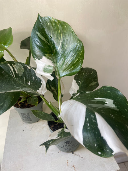 Philodendron White Wizard