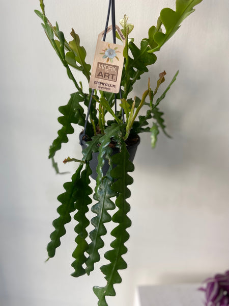 Epiphyllum Anguliger  Fishbone Cactus