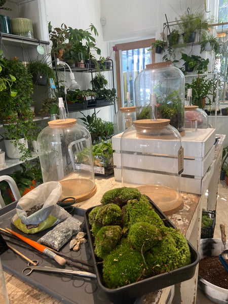 Terrarium Workshop for Mothers Day with POT&VESSEL 30.03.25