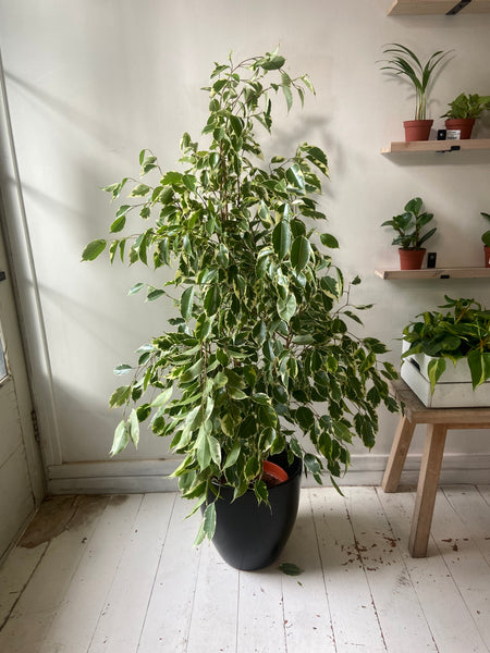 Ficus Benjamina- Weeping Fig two varieties