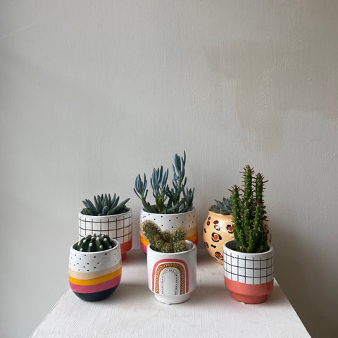 Mixed Succulent/Cactus Pot