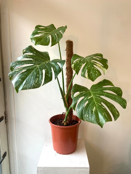 Monstera Thai Constellation (rare plant)