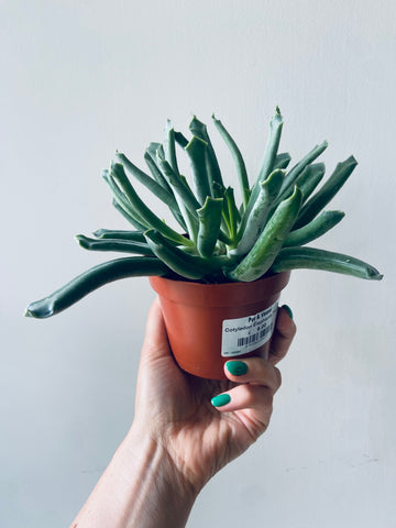Cotyledon Elephants Trunk