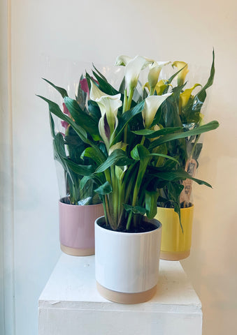 Calla Lilly (Various Colours)