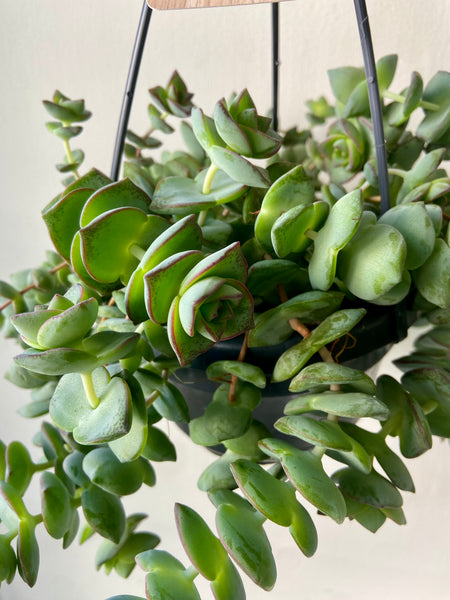 Crassula Hottentot (String of Buttons)