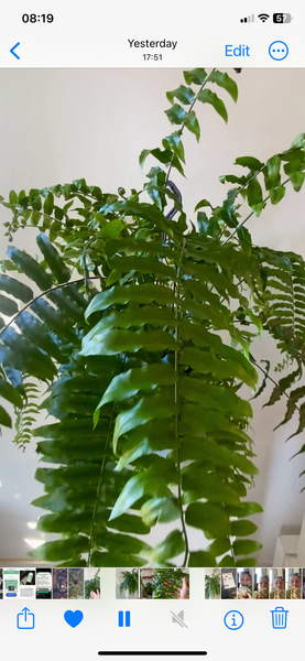 Nephrolepis Macho Fern