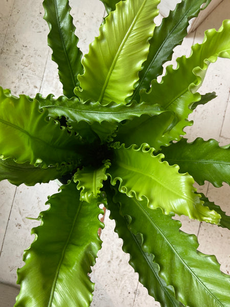 Asplenium Osaka Fern