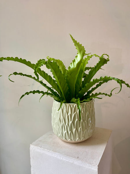Asplenium Osaka Fern