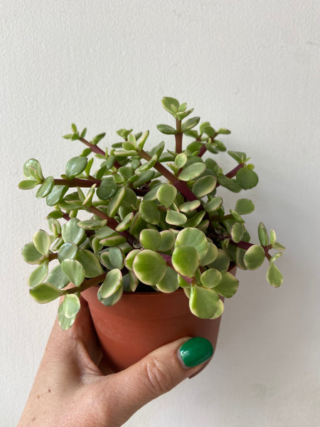 Portulacaria Afra Variegata