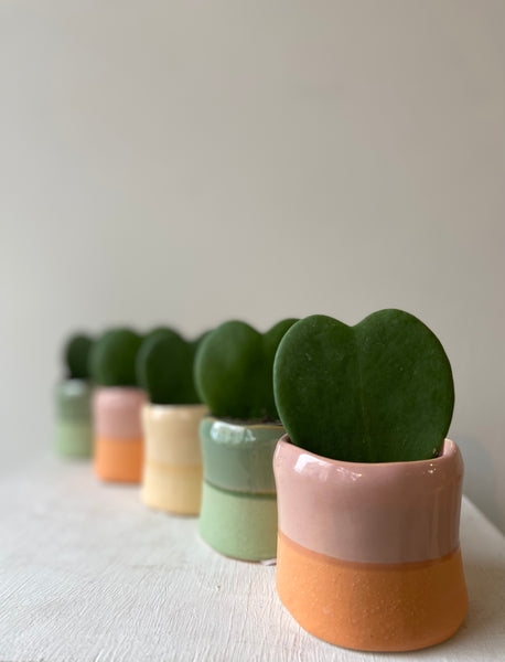 Hoya Kerrie Love Heart in Ceramic Pot