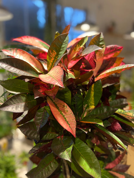 Croton Codiaeum 'Mrs. Iceton'