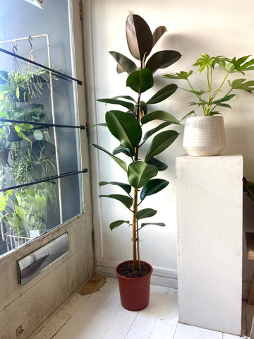 Ficus Elastica