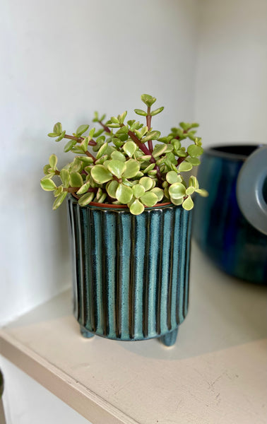 Portulacaria Afra Variegata