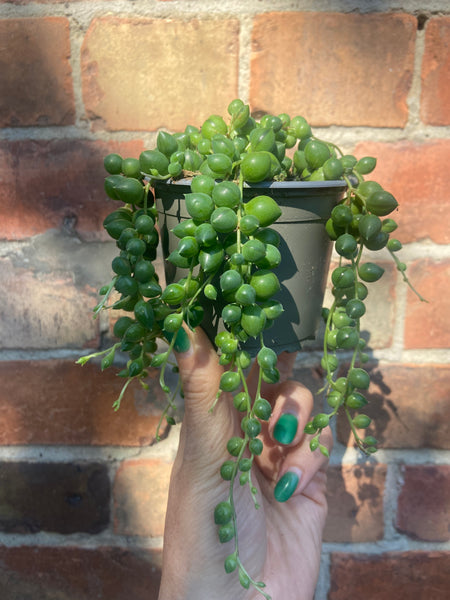 Senecio Rowleyanus 'String of Pearls'