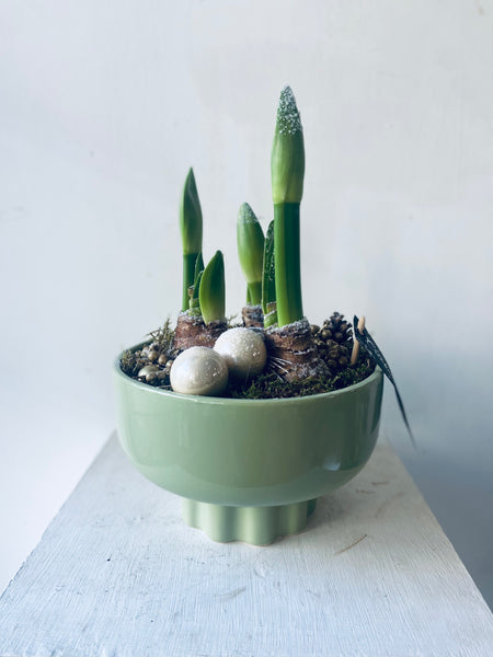 Amaryllis bowl
