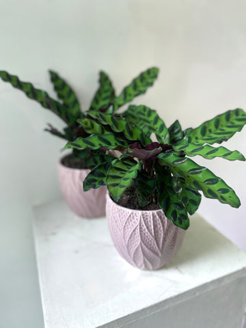 Calathea Lancifolia Rattle Snake with pink ceramic pot
