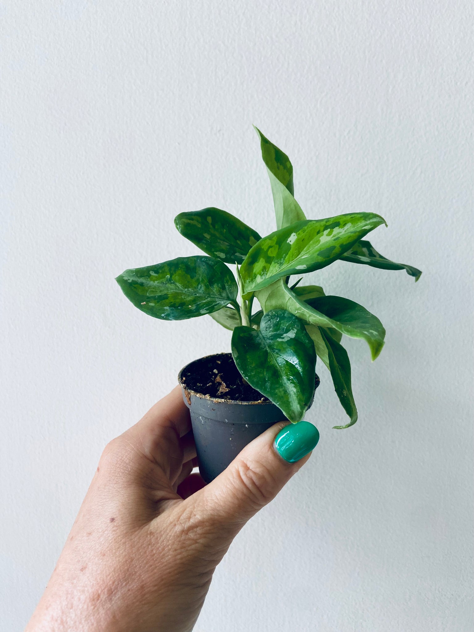 Aglaonema Pictus Tricolor Baby