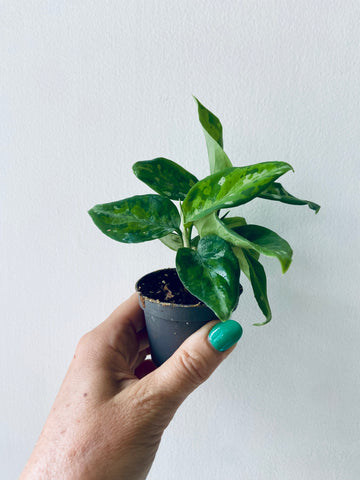 Aglaonema Pictus Tricolor Baby