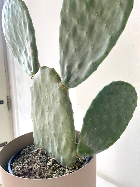 Opuntia Cactus
