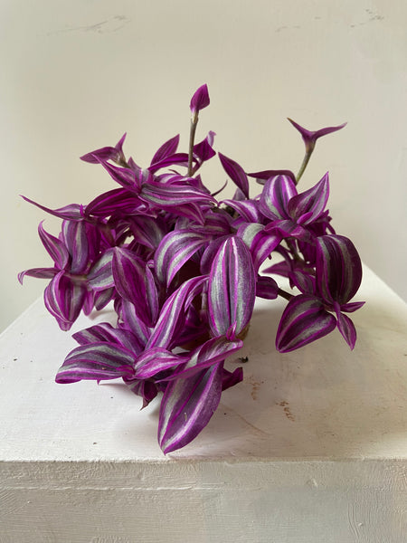 Tradescantia 'Pink Paradise'