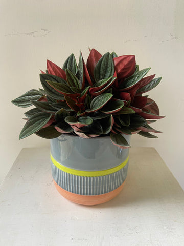 Peperomia Carperata Rosso