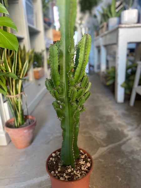 Euphorbia Abyssinica Cacti