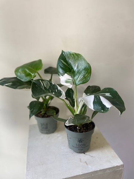 Philodendron White Wizard