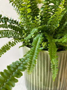 Boston Fern