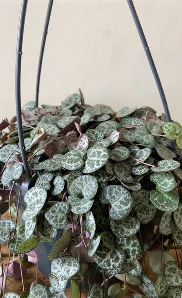 Ceropegia Woodii - String of Hearts