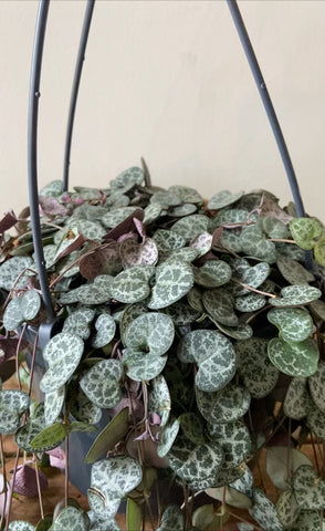 Ceropegia Woodii - String of Hearts