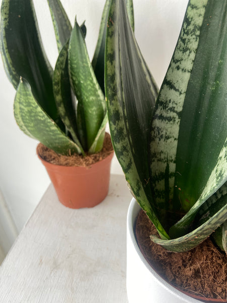 Sansevieria ‘Silver Flame’