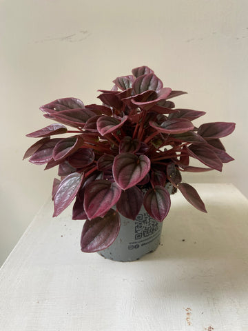 Peperomia Caperata Cayenne