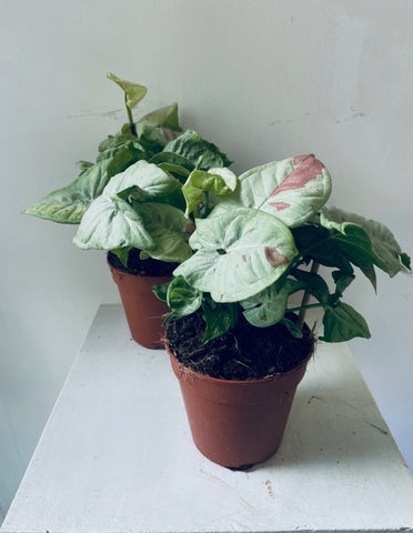 Syngonium Confetti