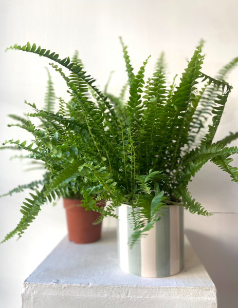 Boston Fern