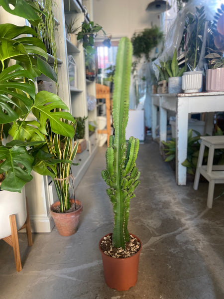 Euphorbia Abyssinica Cacti