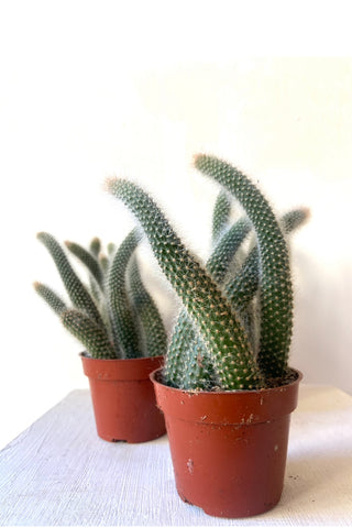 Monkey Tail Cactus (Hildewintera Colademononis)