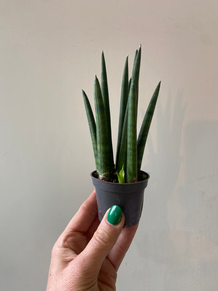 Sansevieria Cylindrica Mini