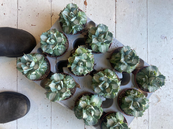 Agave Potatorum Ouhi-Raijin succulent