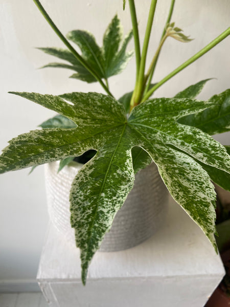 Fatsia japonica - Variegated Japanese Aralia