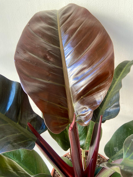 Philodendron Imperial Red