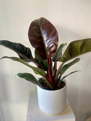 Philodendron Imperial Red