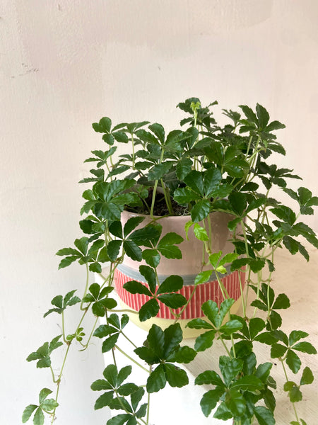 Cissus Striata