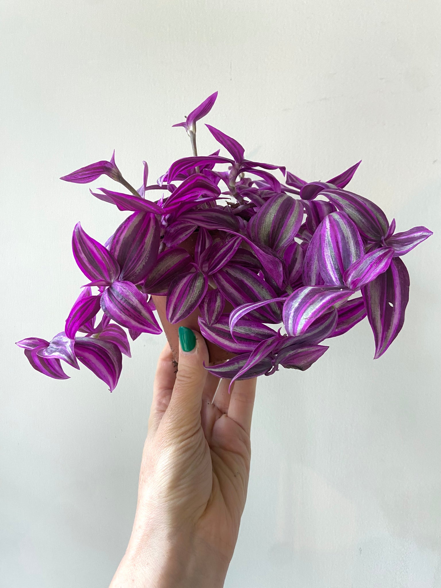 Tradescantia 'Pink Paradise'