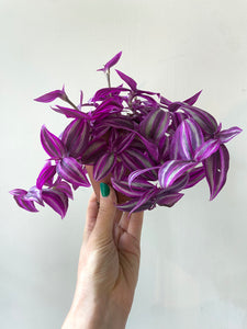 Tradescantia 'Pink Paradise'