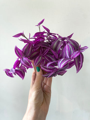 Tradescantia 'Pink Paradise'