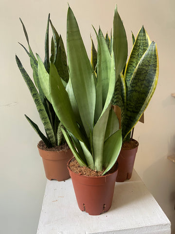 Sansevieria Trifasciata